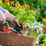 Babin lek za jači dečiji imunitet