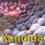 kandida