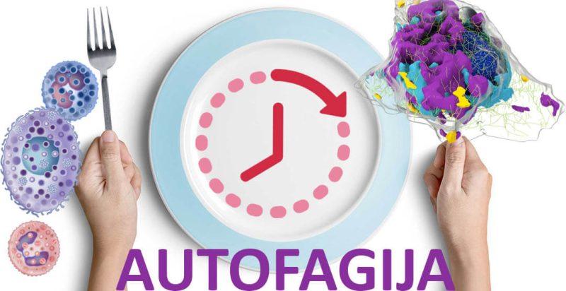 Autofagija dijeta: pravila, jelovnik i iskustva
